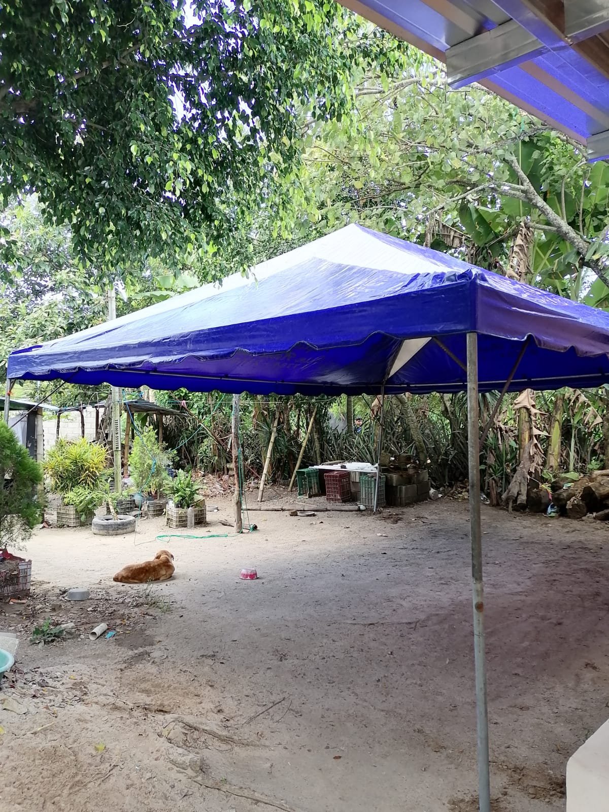 Canopy 6x3 metros - Alquiler San Antonio